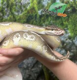 Magazoo Python royal Super pastel Butter Femelle adulte / Adoption - 2ième chance