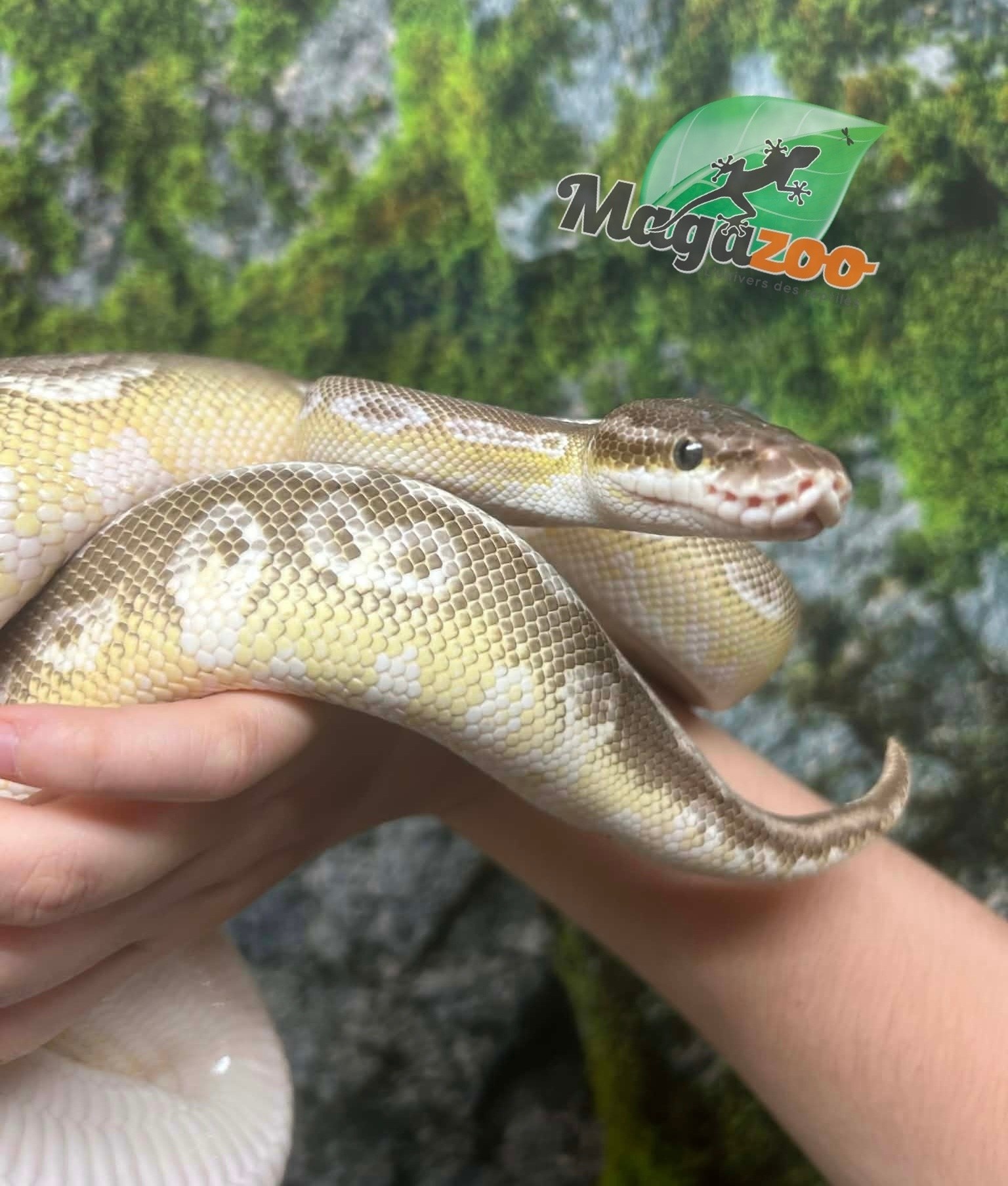 Magazoo Super Pastel Butter Adult Female Ball Python / 2nd chance - Adoption