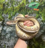 Magazoo Super Pastel Butter Adult Female Ball Python / 2nd chance - Adoption