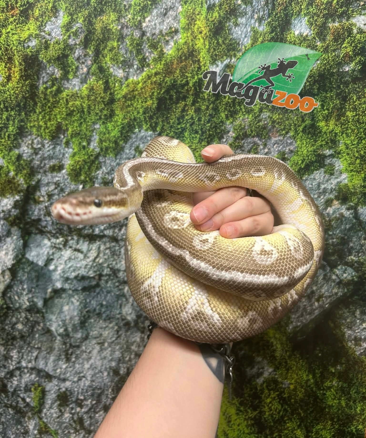 Magazoo Super Pastel Butter Adult Female Ball Python / 2nd chance - Adoption