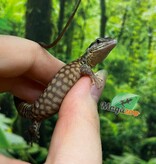 Magazoo CBB Baby Ackie Monitor #3