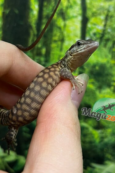 Magazoo Varan à queue épineuse jaune (Ackie) Bébé CBB #3 Élevé et né en captivité