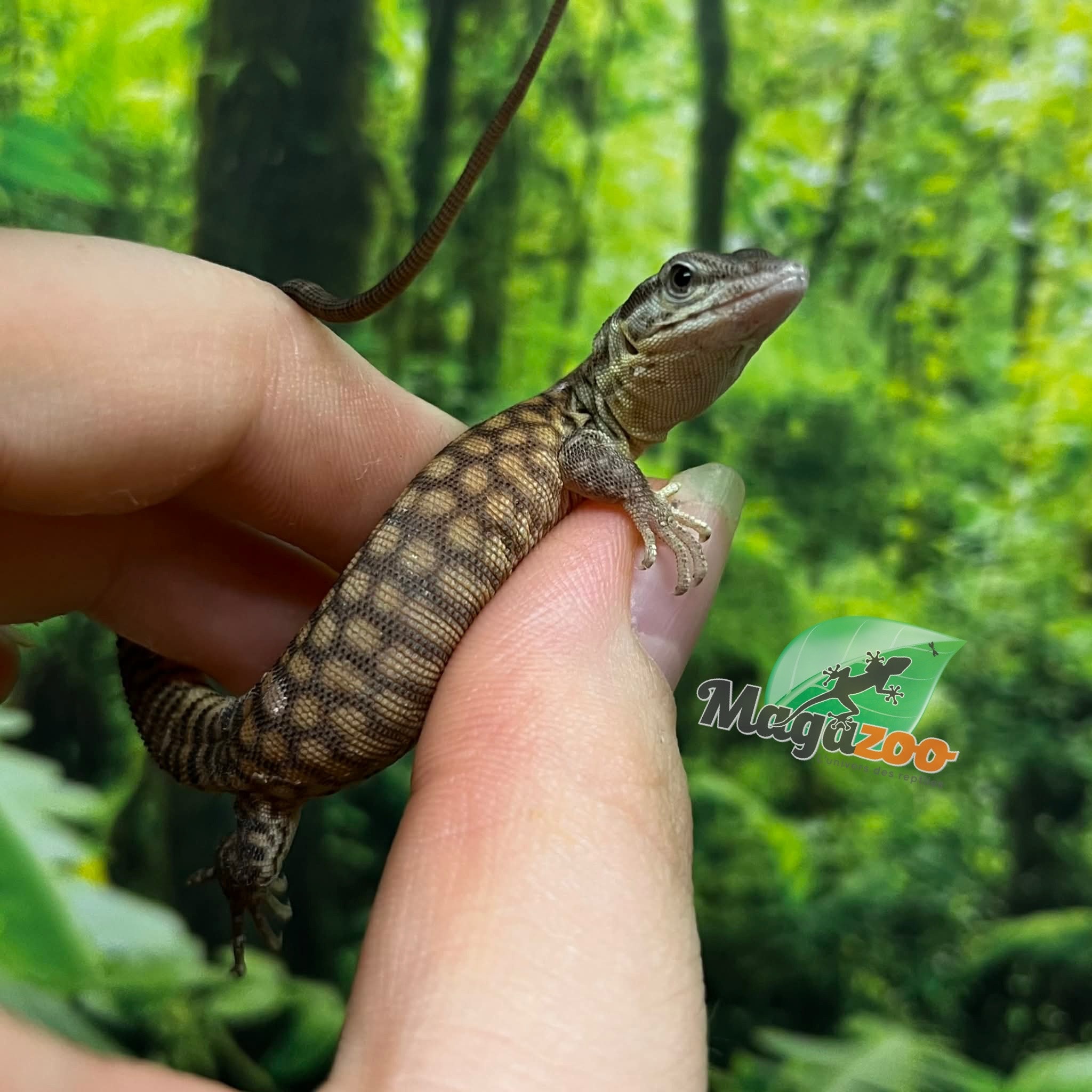 Magazoo CBB Baby Ackie Monitor #3