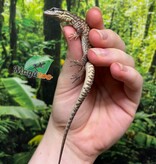 Magazoo Varan à queue épineuse jaune (Ackie) Bébé CBB #3 Élevé et né en captivité