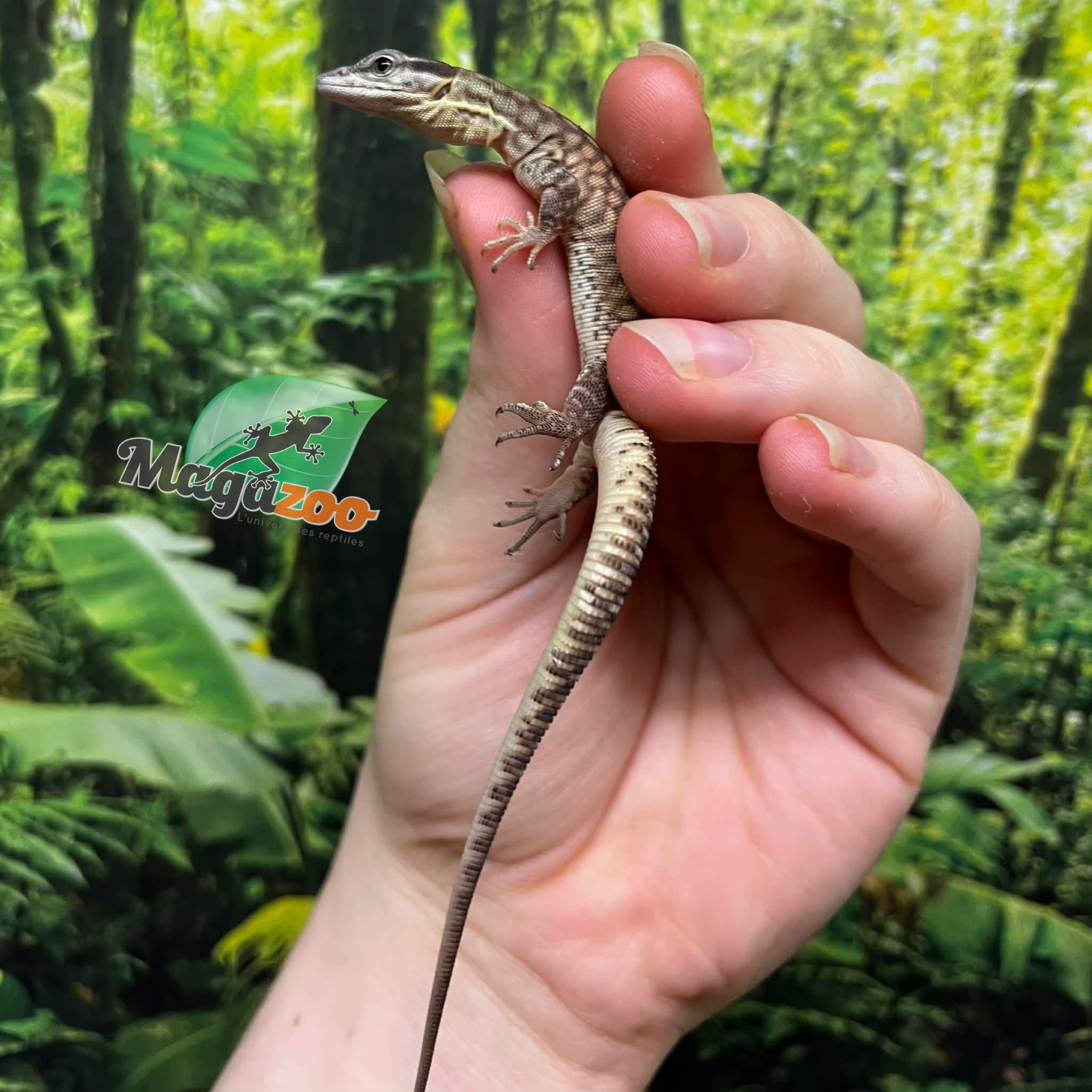 Magazoo Varan à queue épineuse jaune (Ackie) Bébé CBB #3 Élevé et né en captivité