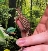 Magazoo CBB Baby Ackie Monitor #3