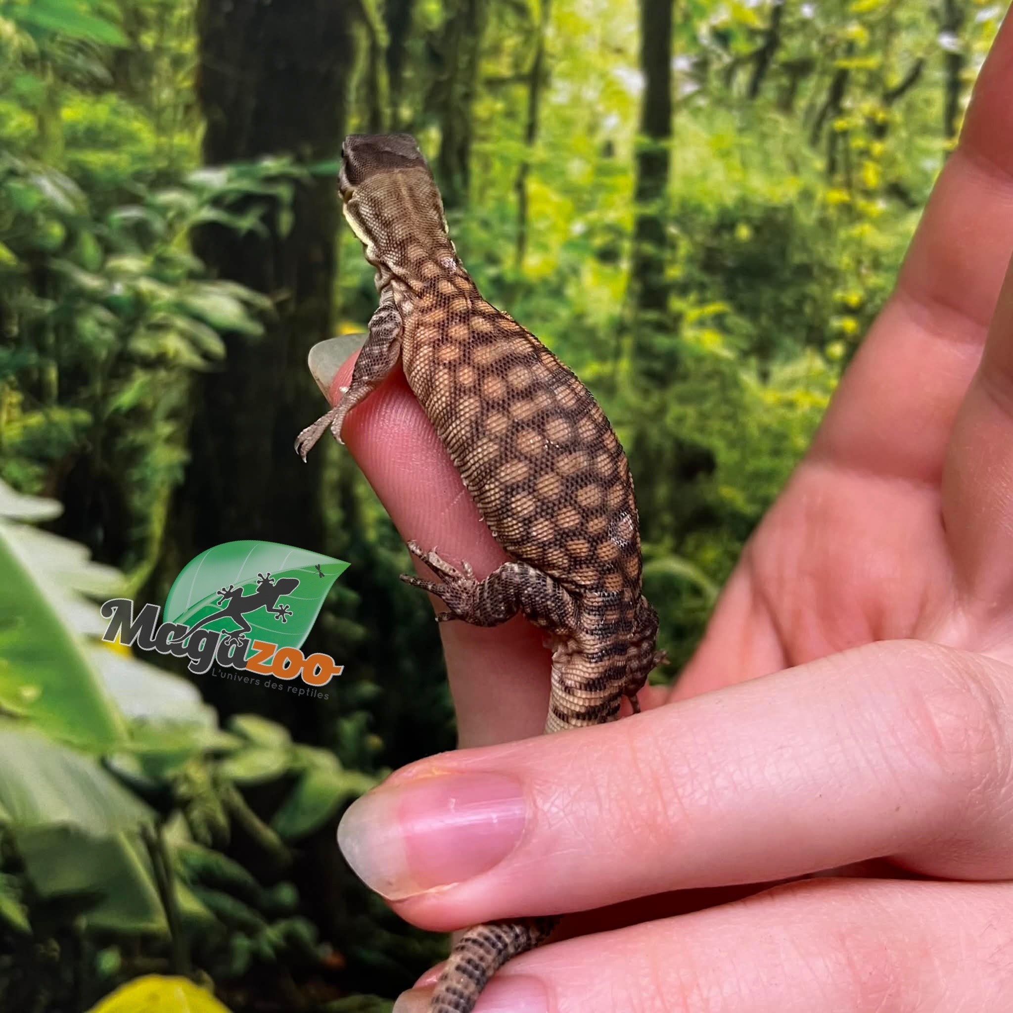 Magazoo Varan à queue épineuse jaune (Ackie) Bébé CBB #3 Élevé et né en captivité