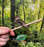 Magazoo Male Panther Chameleon Ambilobe