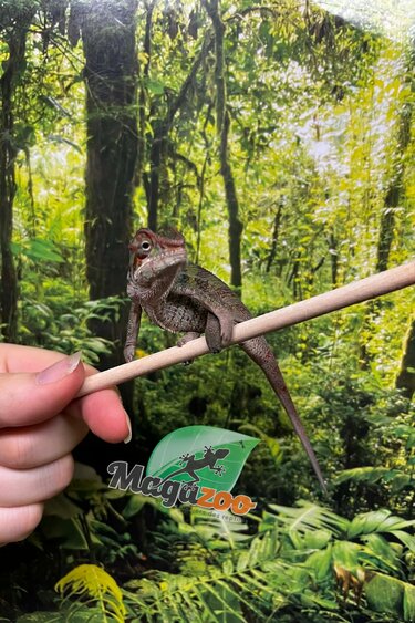 Magazoo Caméléon Panthère Ambilobe mâle né août 2025