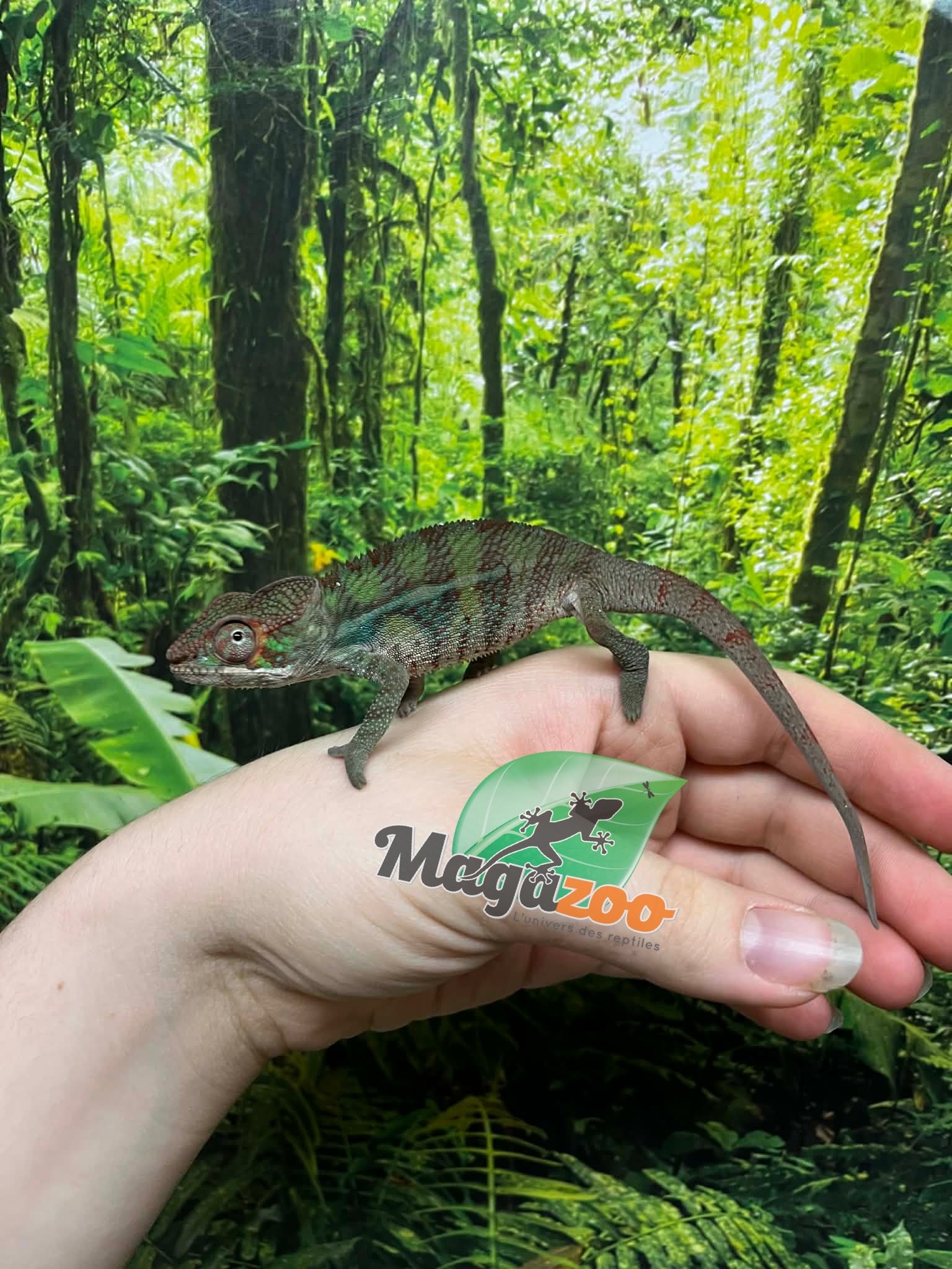 Magazoo Male Panther Chameleon Ambilobe