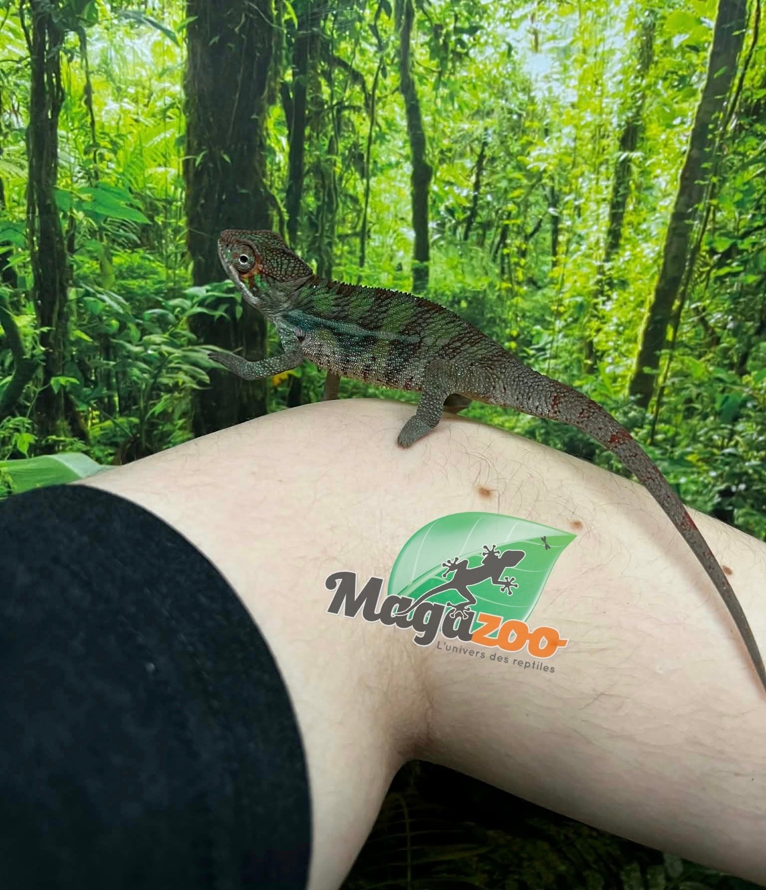Magazoo Male Panther Chameleon Ambilobe