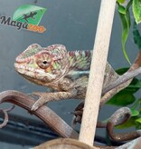 Magazoo Caméléon Panthère Ambilobe mâle ( 9 août  2025)