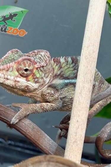 Magazoo Caméléon Panthère Ambilobe mâle ( 9 août  2025)