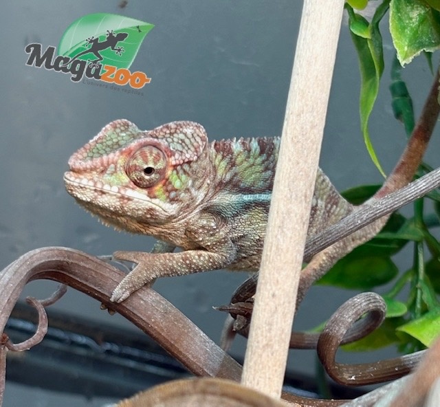 Magazoo Ambilobe male Panther chameleon (August 9, 2025)