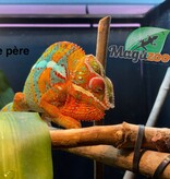 Magazoo Male Panther Chameleon Ambilobe