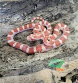 Magazoo Amel male Corn Snake 9/09/25