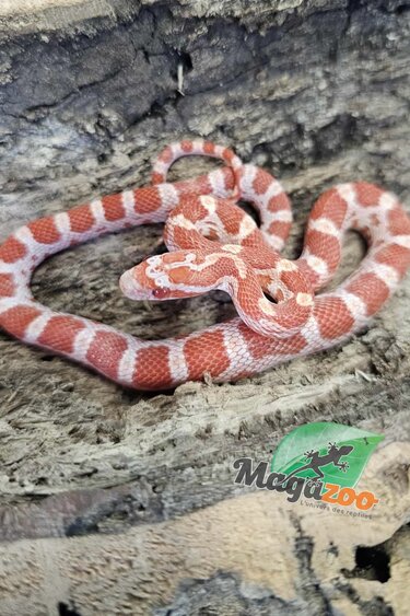 Magazoo Amel male Corn Snake 9/09/25
