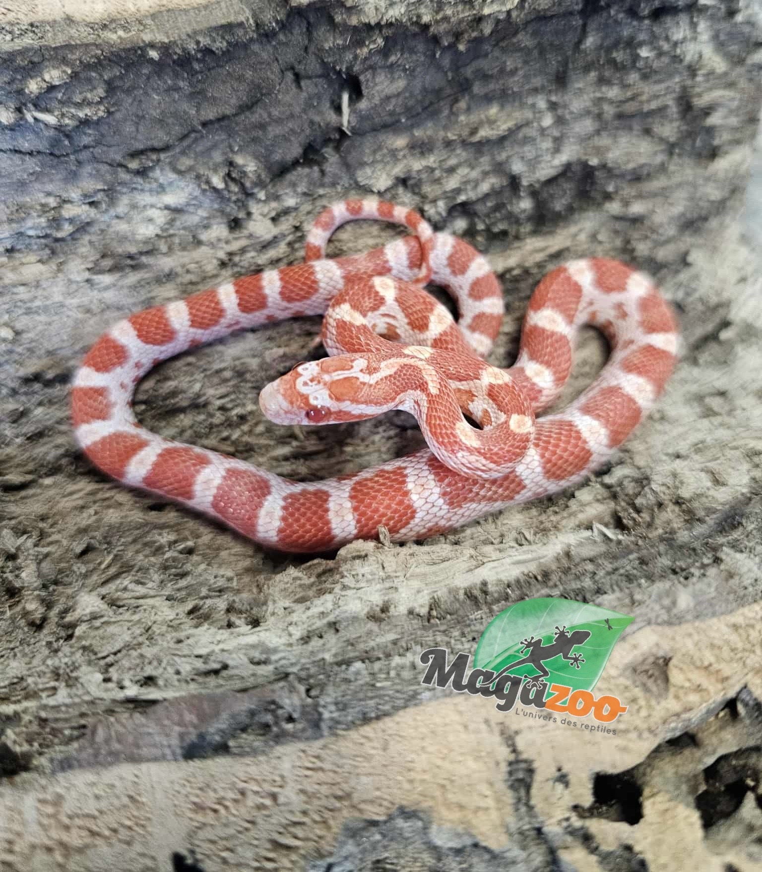 Magazoo Amel male Corn Snake 9/09/25
