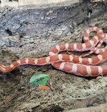 Magazoo Amel male Corn Snake 9/09/25