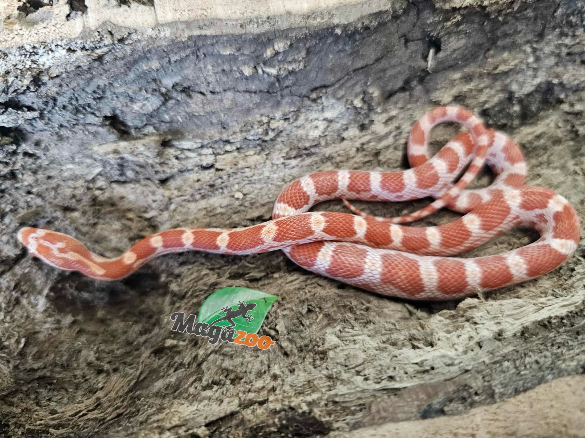 Magazoo Amel male Corn Snake 9/09/25