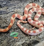 Magazoo Amel male Corn Snake 18/07/25