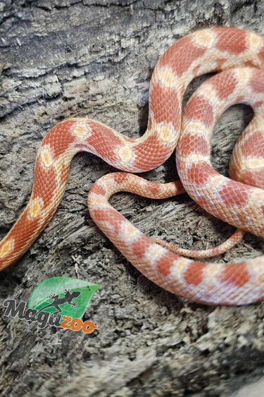 Magazoo Amel male Corn Snake 18/07/25