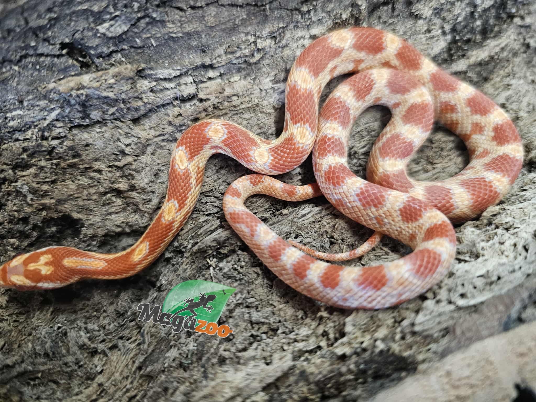 Magazoo Amel male Corn Snake 18/07/25