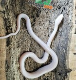Magazoo Blizzard Female Corn Snake 08/27/25