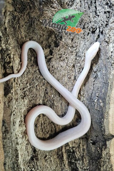 Magazoo Blizzard Female Corn Snake 08/27/25