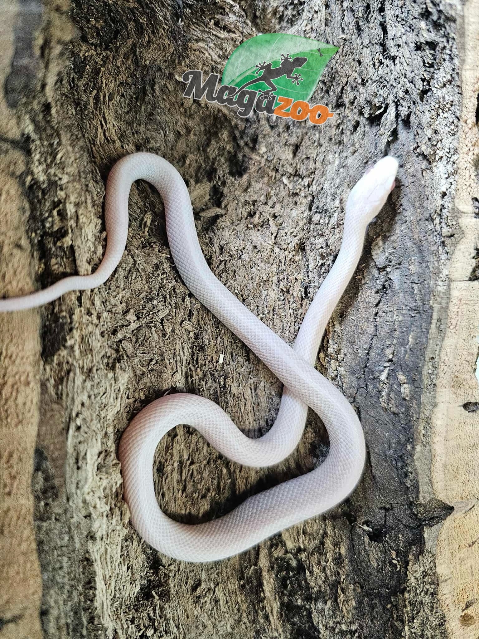 Magazoo Serpent des blés Blizzard Femelle 27/08/25