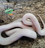 Magazoo Blizzard Female Corn Snake 08/27/25
