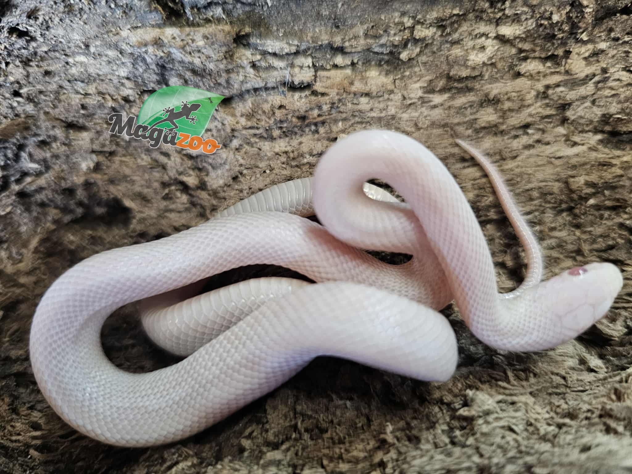 Magazoo Serpent des blés Blizzard Femelle 27/08/25