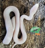 Magazoo Serpent des blés Blizzard Femelle 27/08/25