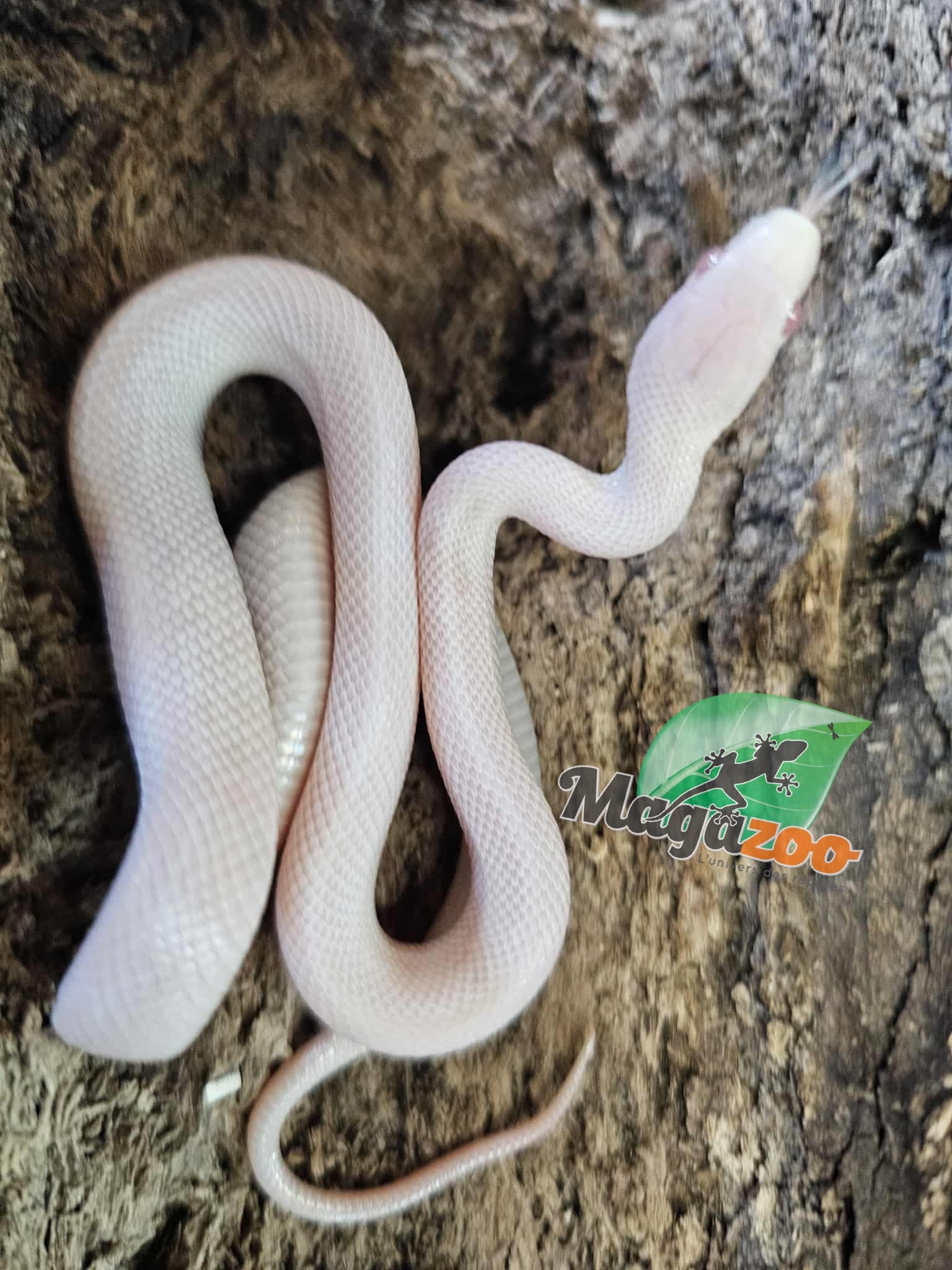 Magazoo Serpent des blés Blizzard Femelle 27/08/25