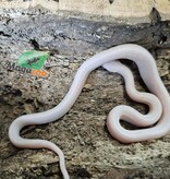 Magazoo Blizzard Female Corn Snake 08/27/25