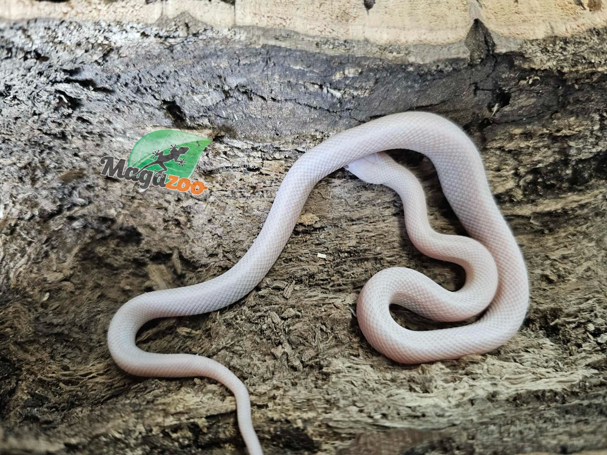 Magazoo Blizzard Female Corn Snake 08/27/25