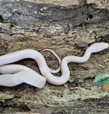 Magazoo Serpent des blés Blizzard Femelle 27/08/25