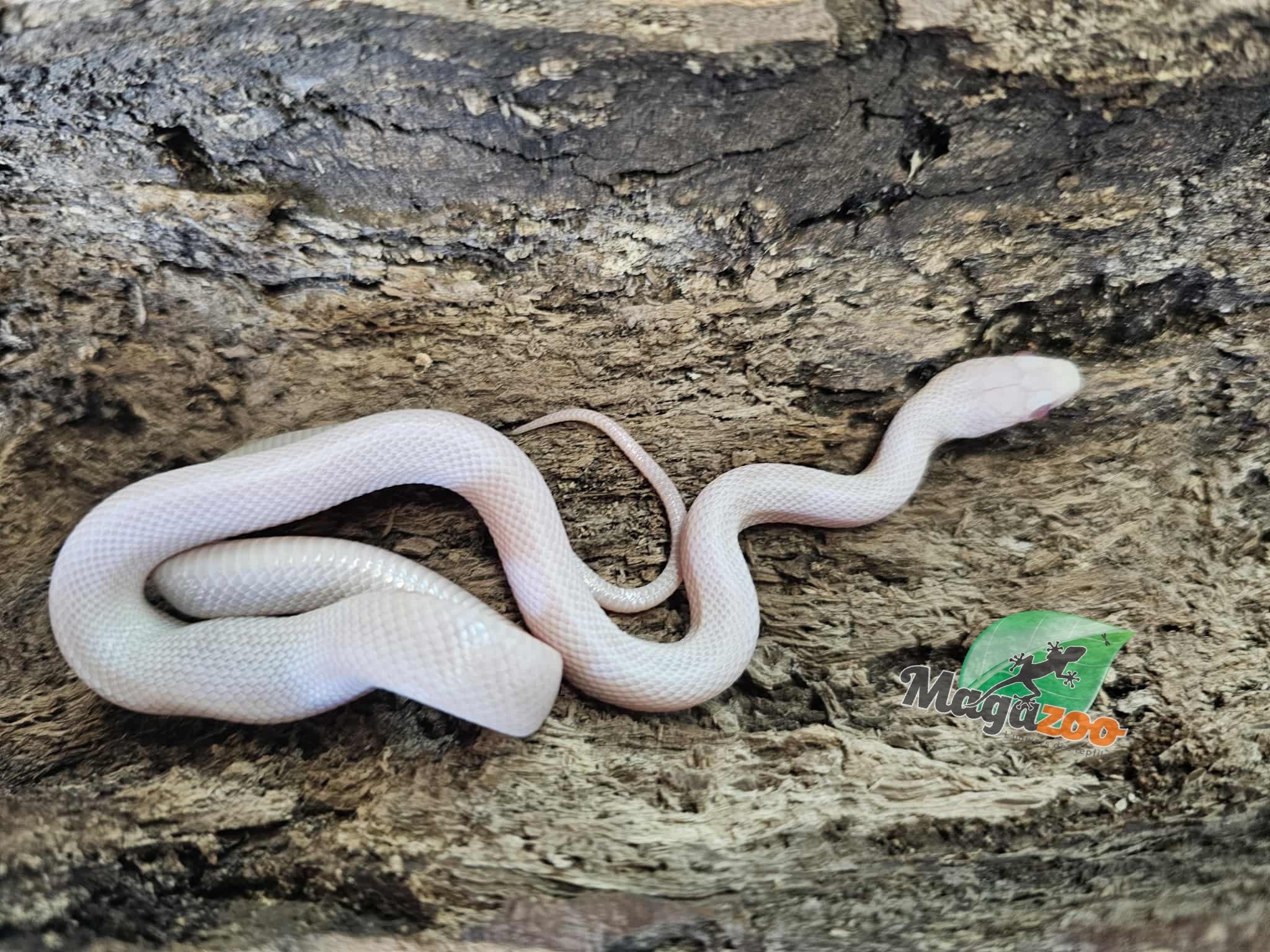 Magazoo Serpent des blés Blizzard Femelle 27/08/25