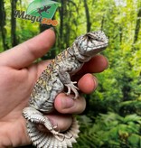 Magazoo Uromastyx Ornata bébé né en captivité #3