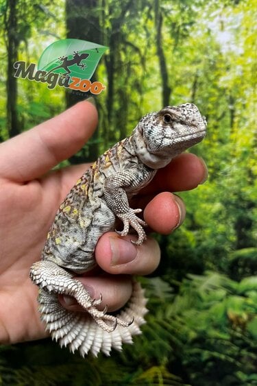 Magazoo Baby Uromastyx ornata captive born #3