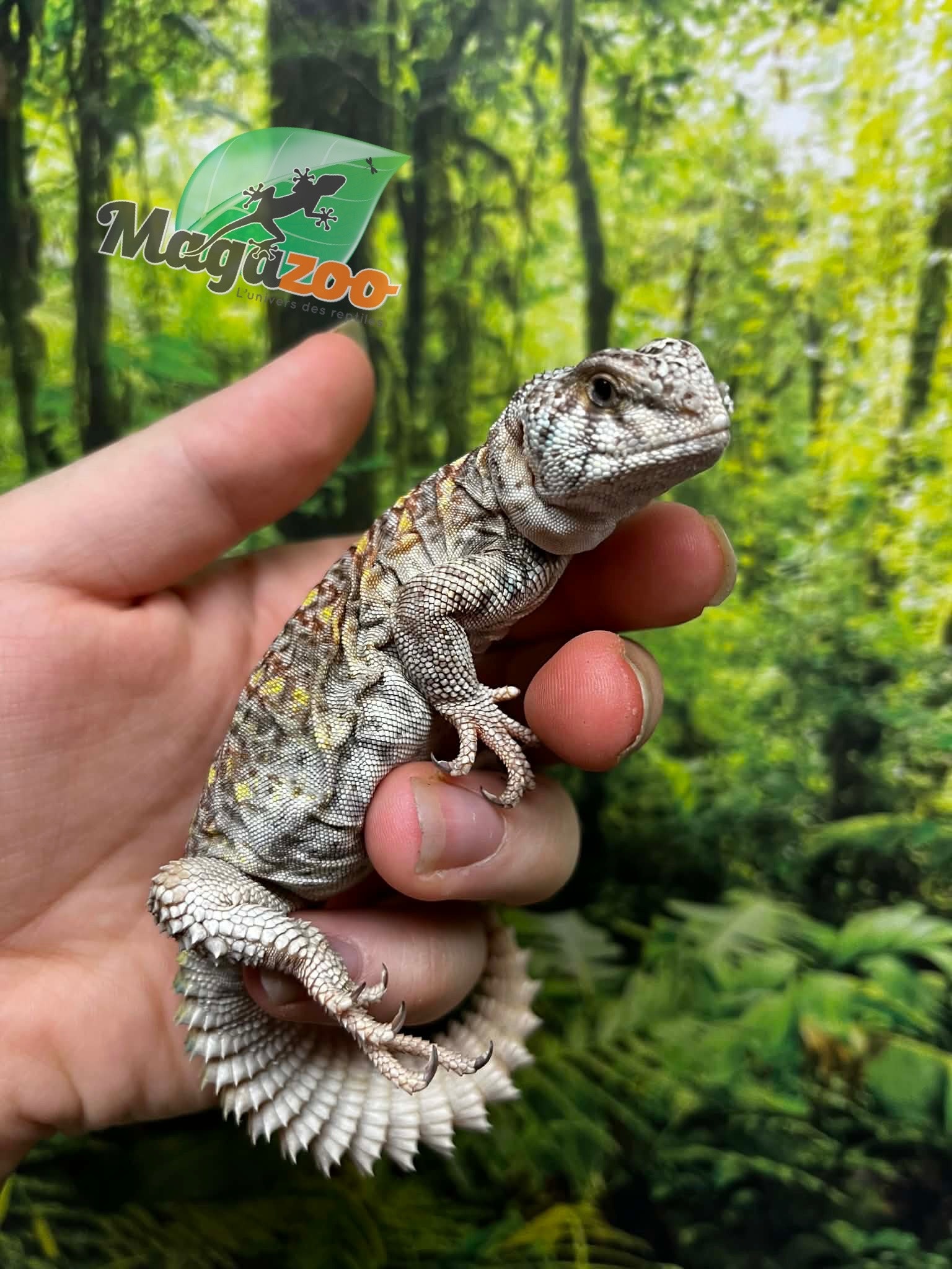 Magazoo Baby Uromastyx ornata captive born #3