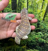 Magazoo Baby Uromastyx ornata captive born #3