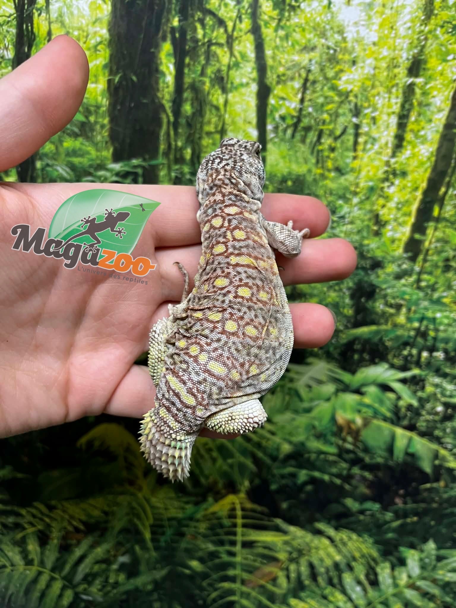 Magazoo Baby Uromastyx ornata captive born #3
