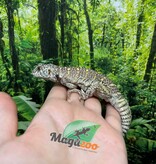 Magazoo Baby Uromastyx ornata captive born #3