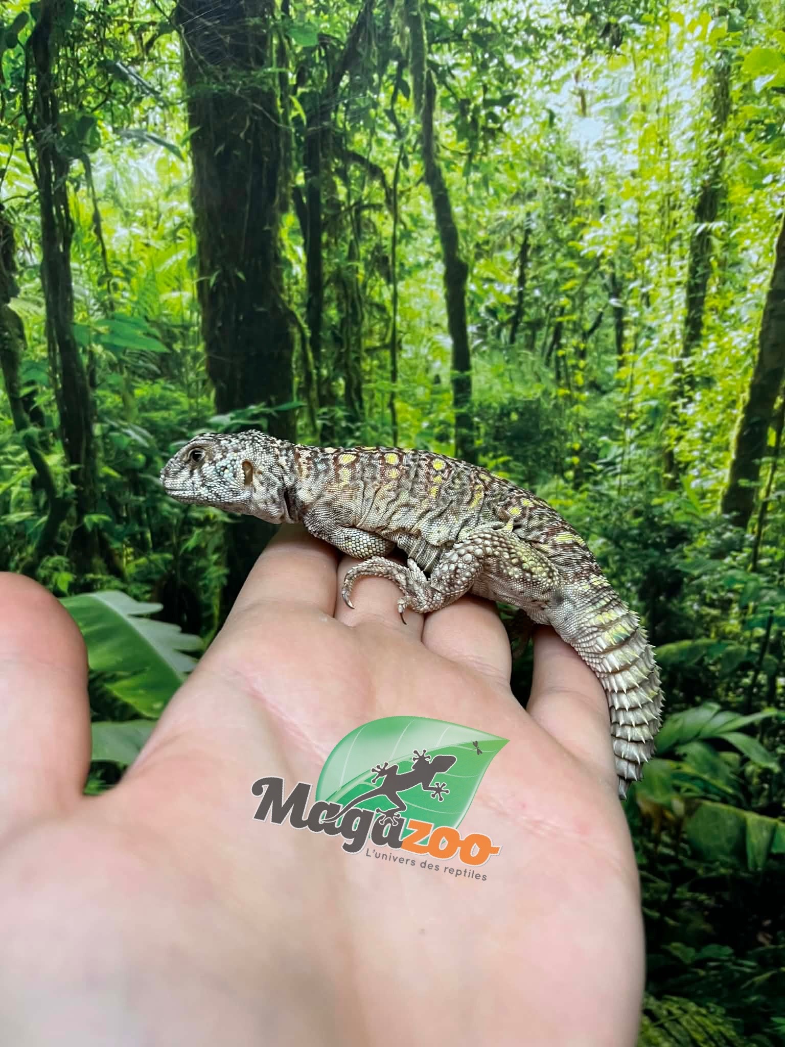 Magazoo Baby Uromastyx ornata captive born #3