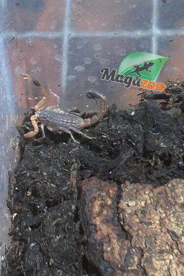 Magazoo Togo  Fat tail  scorpion Captive Born (Sold with enclosure)/Androctonus togoensis