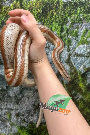 Magazoo Rosy boa Mâle adulte / Adoption 2ième chance