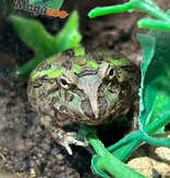 Magazoo Green horned frog (PacMan)
