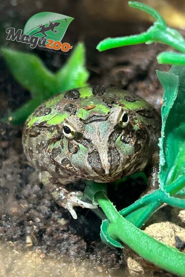 Magazoo Grenouille Cornue d'Argentine Verte (Pac Man)