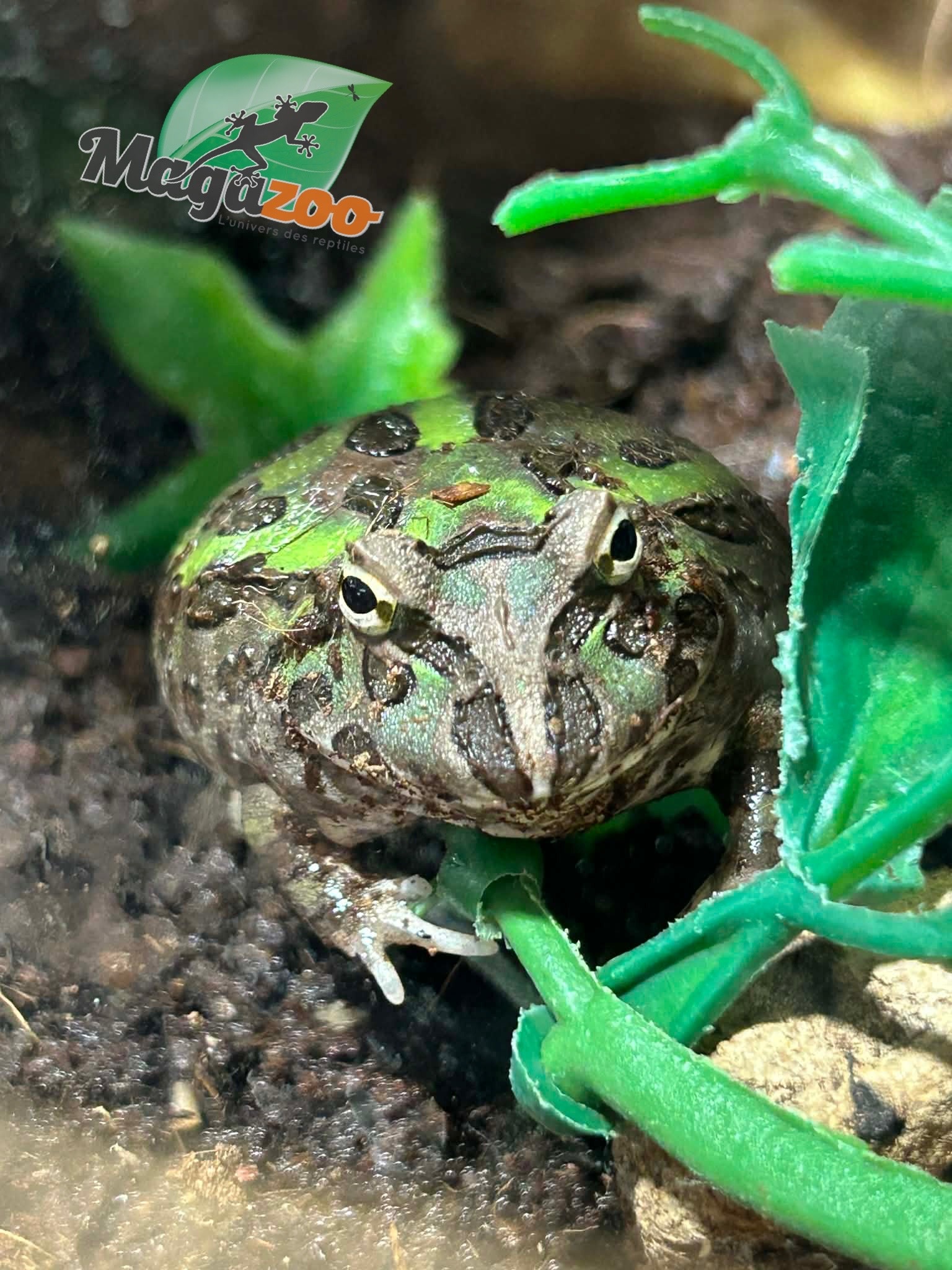 Magazoo Green horned frog (PacMan)